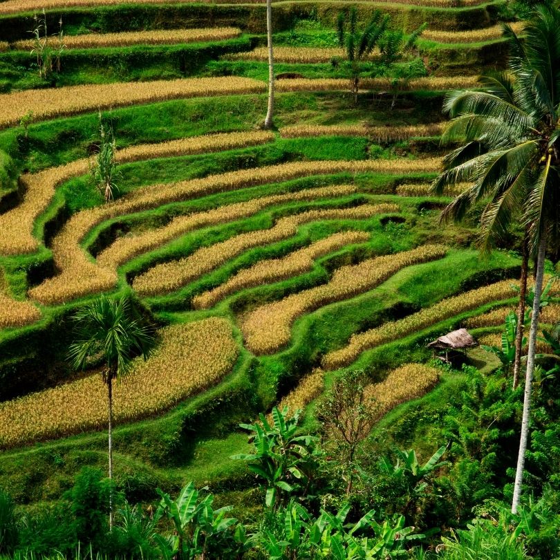 Tegallalang Rice Terrace Ubud Bali